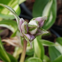 Hosta undulata var. univittata